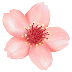 Watercolor pink cherry blossom, sakura isolated on white background 