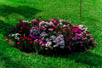 flowers in the garden