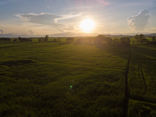 Aerial view paddy green rice field agricultural cultivate rice industry
