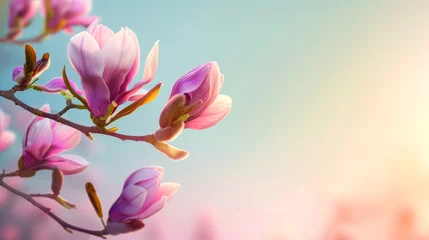 Fotobehang A radiant magnolia flower against a blurred pink and purple backdrop symbolizing springtime freshness © thanakrit