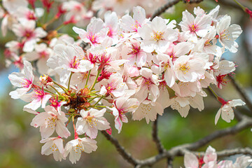 Cherry blossom, Sakura, Osaka, Japan