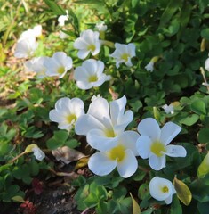 冬にフヨウカタバミが白い花を咲かせています