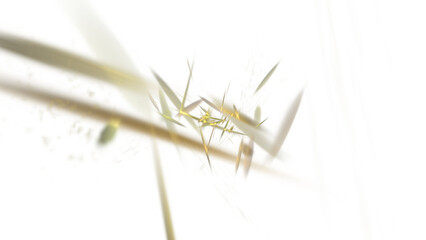 grass isolated on white background