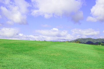 Green grass background of the blue sky - obrazy, fototapety, plakaty