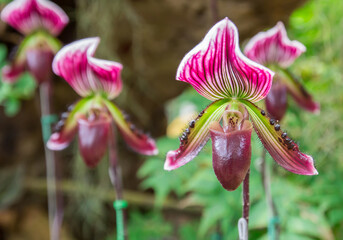 Beautiful flowers of Paphiopedilum orchid