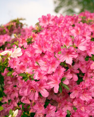 Pink Flowers in the Garden