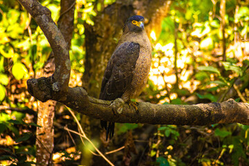 great horned eagle perched