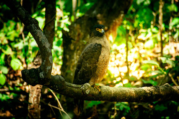 Fototapeta premium eagle sitting on tree