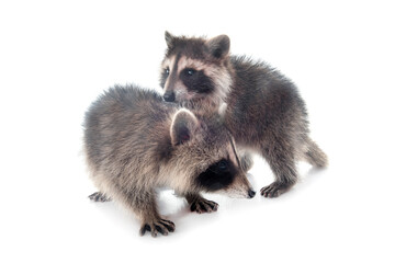 young raccoons in studio