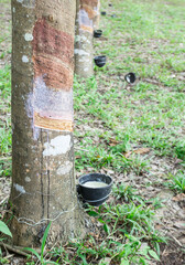 rubber tree in Southern part of Thailand