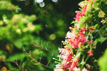 ,Combretum indicum flower are blooming and green leaf at summer,rangoon creeper, and combretum indicum is a vine with red flower clusters and is found in asia