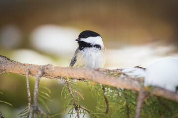 Black-capped chickadee is sitting on a fir branch in winter.