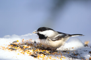 Little chickadee is eating on a stump with seeds in winter park. © Saeedatun