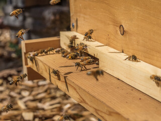 Honey bees at the entrance of their hive