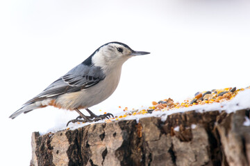 White-breasted nuthatch is standing on a stump with seeds in winter.