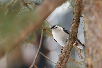 White-breasted nuthatch is perched on a spruce tree in winter park.