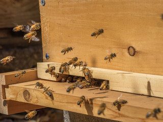 Honey bees flying into hive 