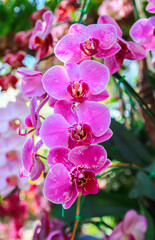 Close up beautiful pink orchid
