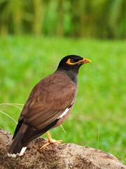 Common myna, A large, black-and-brown myna with white wing patches, yellow bill, and yellow legs.