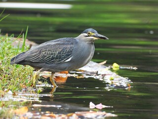 Striated heron, blue-grey back and wings, white underparts, a black cap, a dark line extends from the bill to under the eye and short yellow legs.