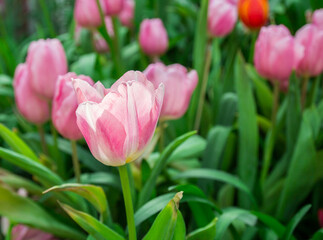Close up group of pink tulips in the park