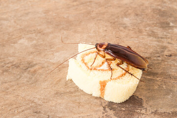 Cockroach eating a bread