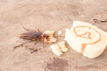 Cockroach eating a bread