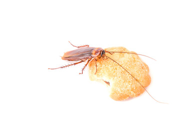Cockroach eating a cookies on white background