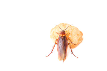 Cockroach eating a cookies on white background