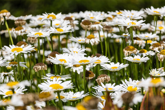 white daisies in a field, blooming and die plants