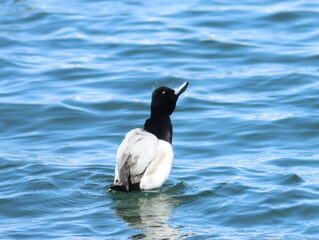水浴びをする潜水ガモ【スズガモ】