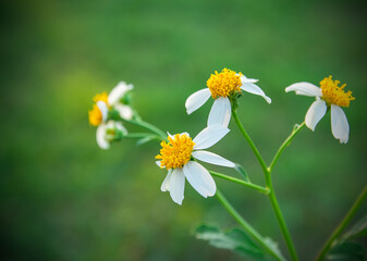 Little white flower with yellow pollen in garden