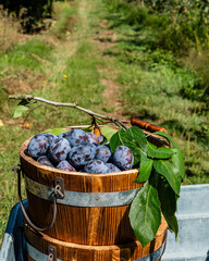 Ripe plums in a basket ready in garden during sunny day