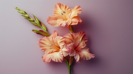 Obraz premium Pink Flowers on Purple Background