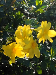 Italian yellow double jasmine on a nice sunny day