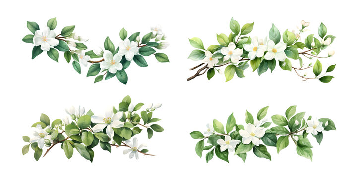 Jasmine branches with green leaves watercolor illustration. Flat vector illustration isolated on white background