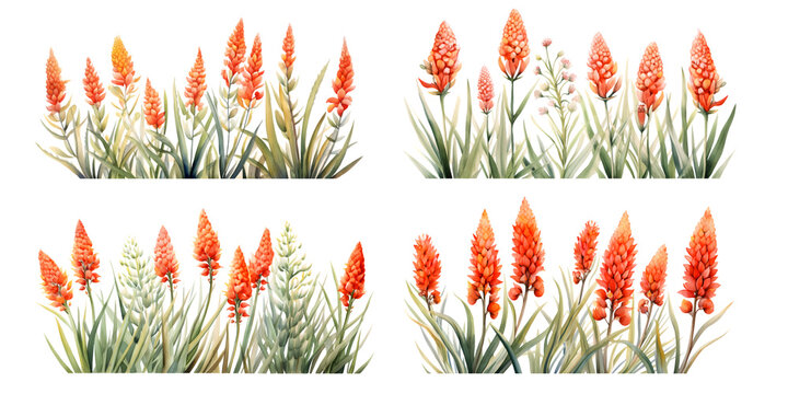 Red Hot Poker branches with green leaves watercolor illustration. Flat vector illustration isolated on white background
