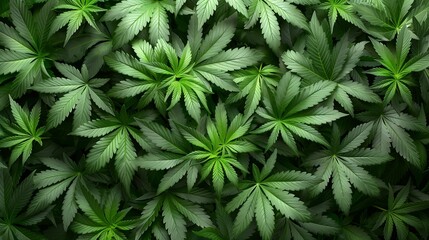cannabis drug marijuana plant leaves. Marijuana cannabis green leaf herb background. - obrazy, fototapety, plakaty