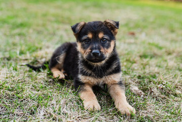 Mixed breed pup laying in the grass