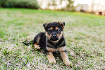 German Shepherd Husky mix puppy on grass