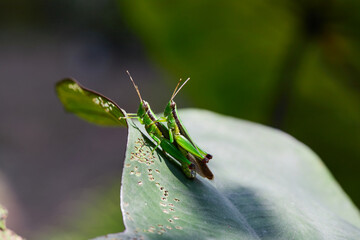 Close-up of grasshoppers mating on green leaves