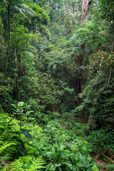 Green rainforest landscape in Tijuca Park, Rio de Janeiro