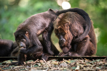Group of howler monkeys in green rainforest rewilding area