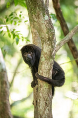 Howler monkey on tree trunk in green rainforest Tijuca Park