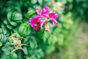 Bright pink flower with bumble bee landing