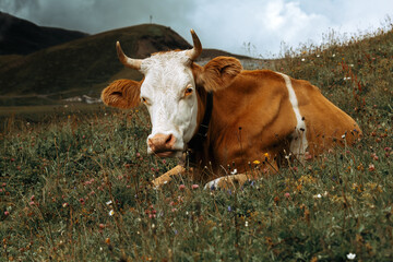 Alpine cow, Swiss cow, fog, Alps, Alpine meadows, brown cow, mountain