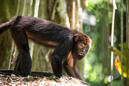 Howler monkey in green rainforest rewilding area