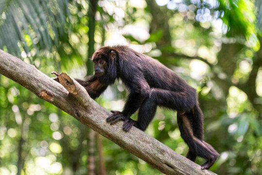 Howler monkey on tree trunk in green rainforest Tijuca Park