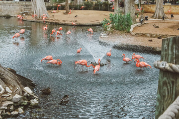 Flock of Flamingos Splashing in Zoo Pond