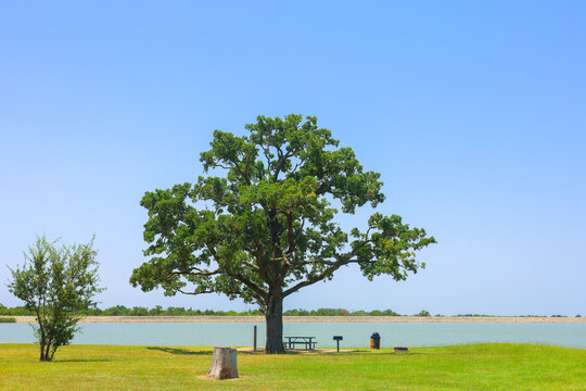 Majestic Oak Tree by Lake on Sunny Day